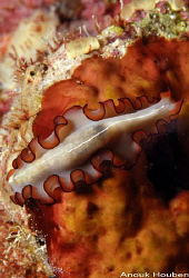 Orsak's flatworm, Maiazoon orsaki. Picture taken in Maldi... by Anouk Houben 